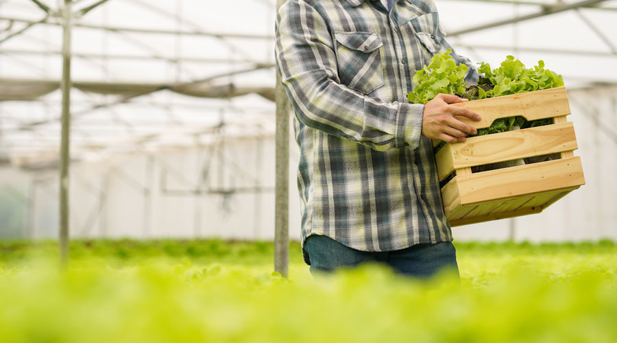 Keeping Greenhouse Workers Safe in the Rising Heat